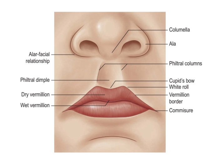 Cấu trúc giải phẫu vùng môi