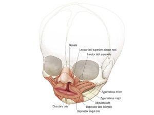 Cấu trúc giải phẫu vùng môi