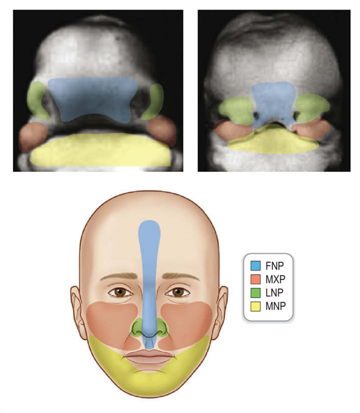 Cấu trúc giải phẫu vùng mũi