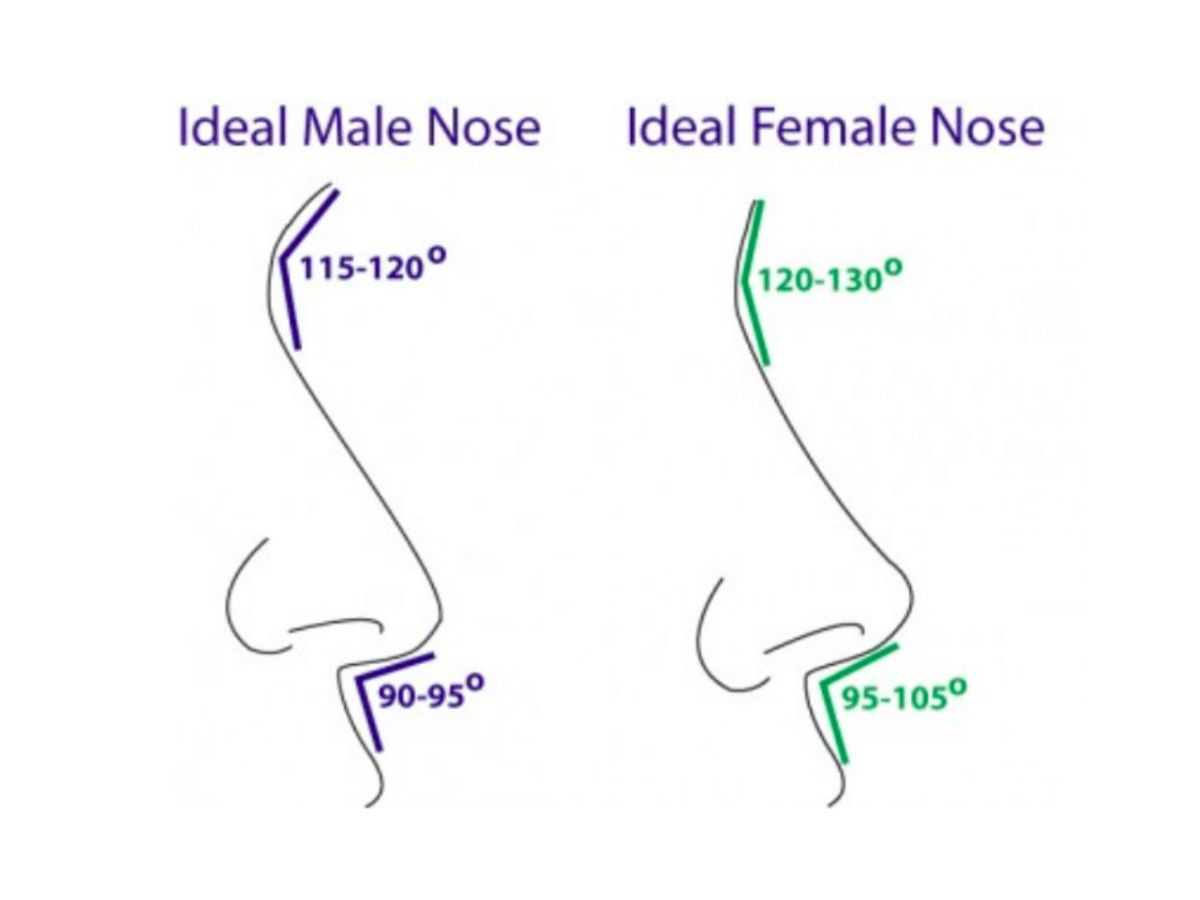 Hình ảnh minh họa chiếc mũi đẹp tiêu chuẩn